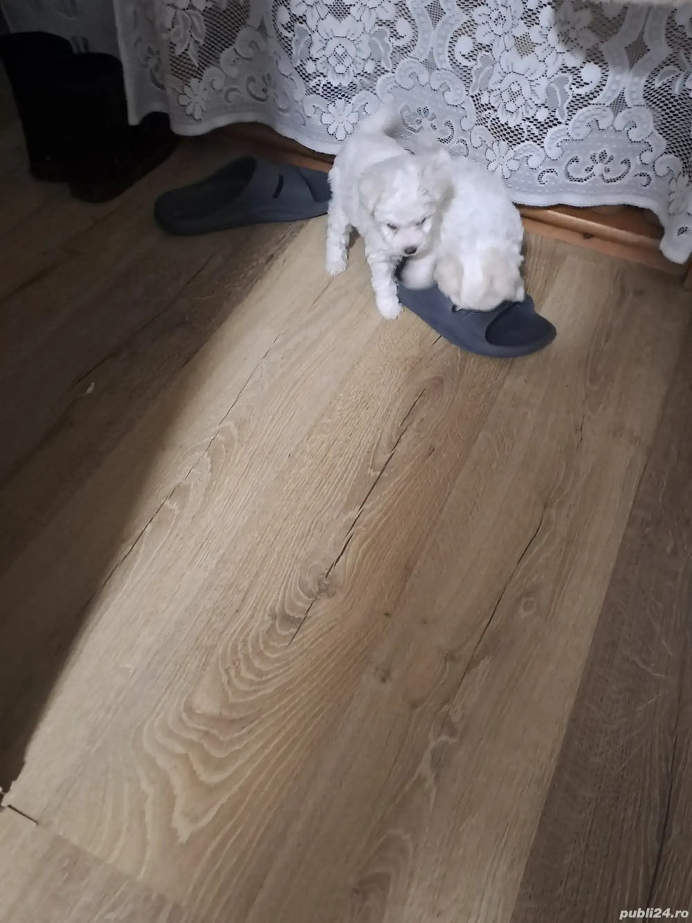 vînd bishon maltez  vînd bishon maltez