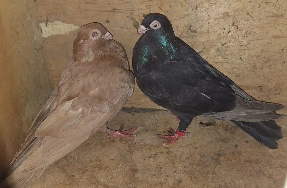 Vand porumbei galateni , pana simpla Vand porumbei galateni , pana simpla