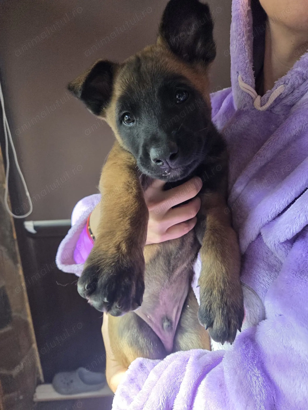 Vând pui Ciobanesc Malinois din părinți cu pedegree Vând pui Ciobanesc Malinois din părinți cu pedegree