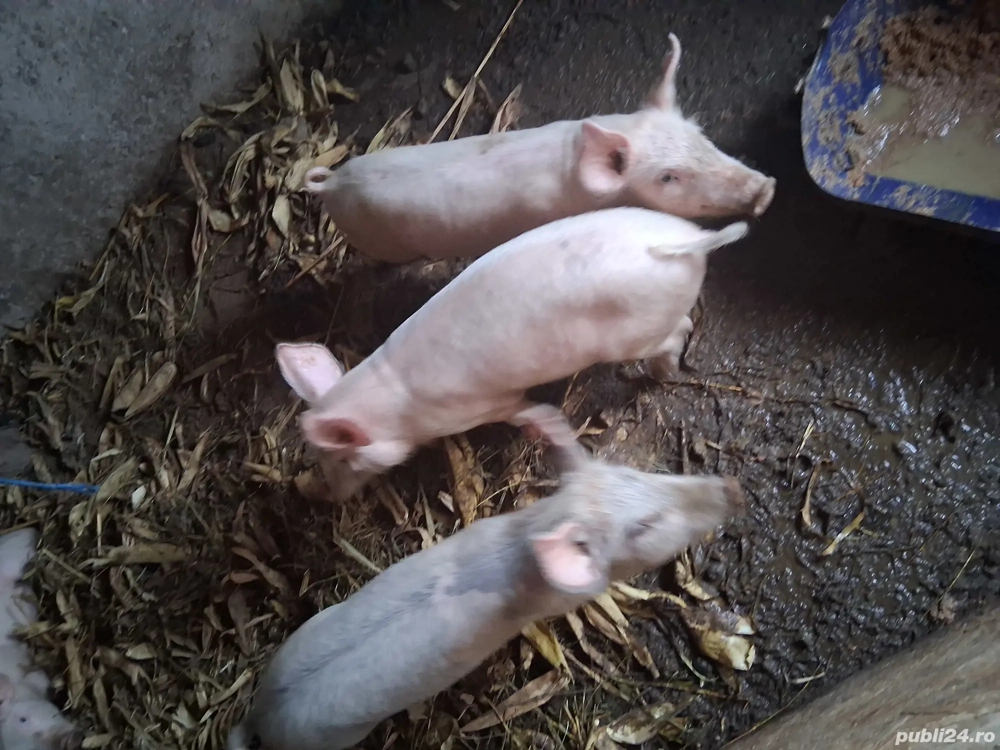 Purcei de vanzare Purcei de vanzare