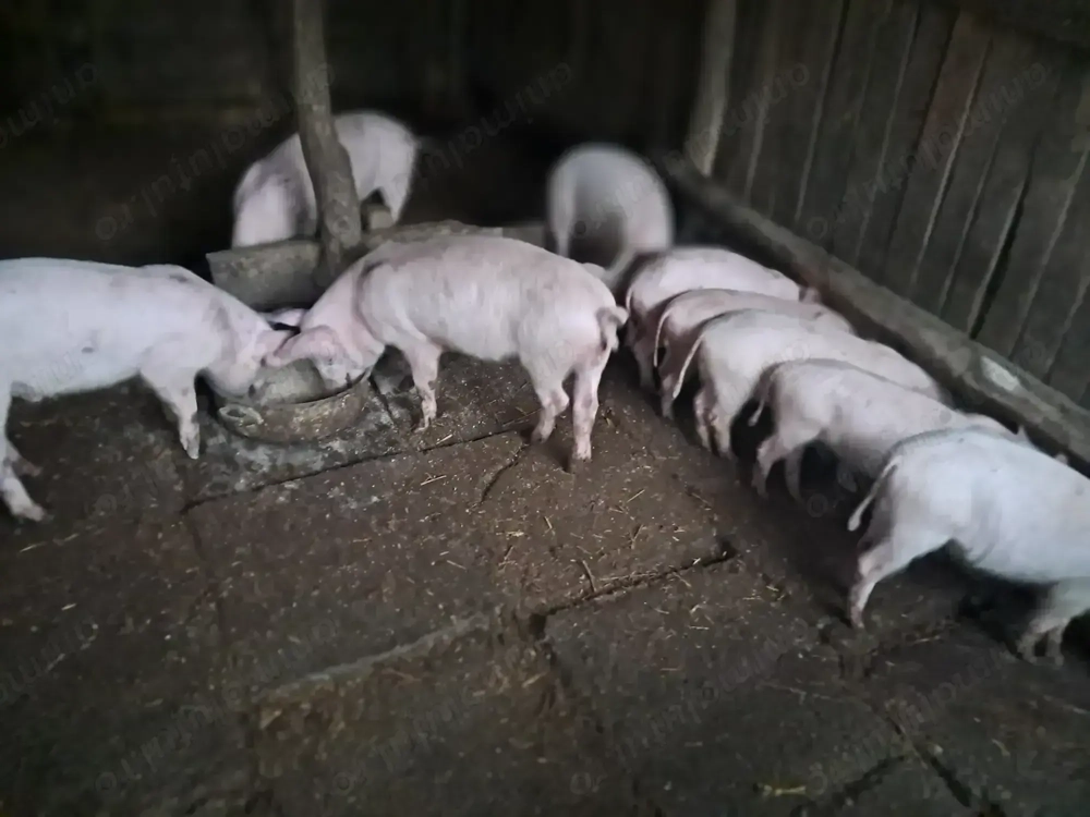 Vând purcei - 3 luni Vând purcei - 3 luni