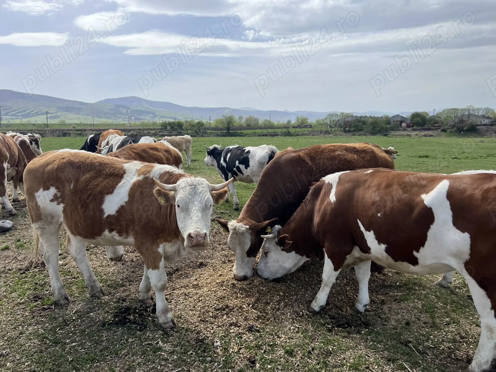 Juninci Flechvieh si Baltata romaneasca