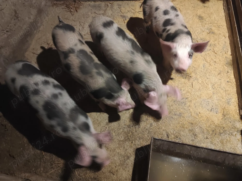 Purcei 12 săptămâni      Purcei 12 săptămâni