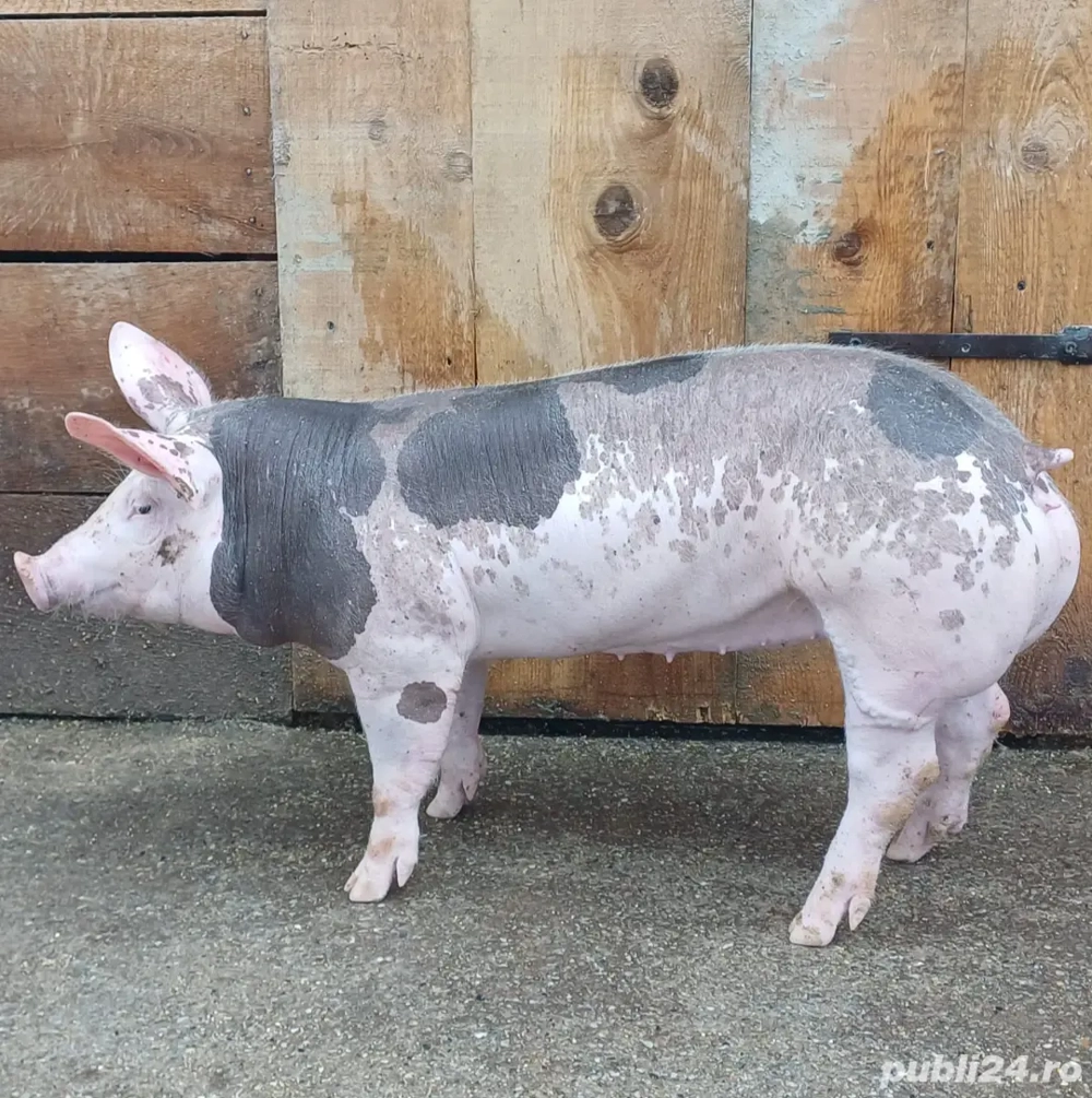 Purcei Pietrain Belgian 