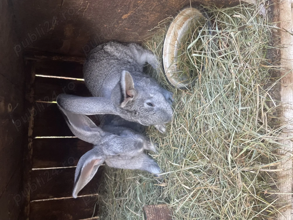 Urias german femele si masculi 