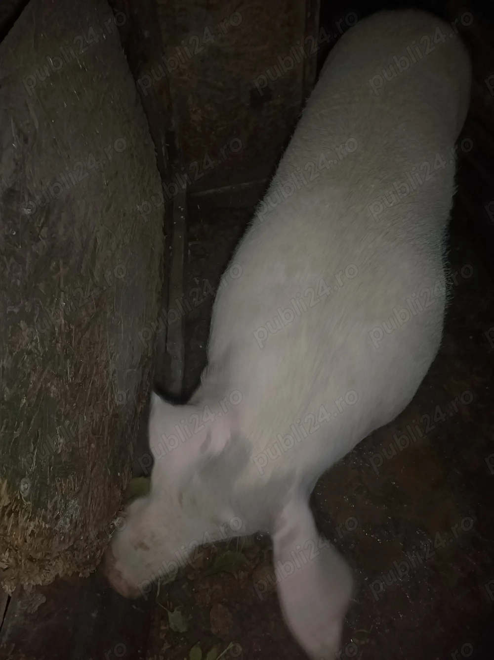 Vând scroafa  Vând scroafa