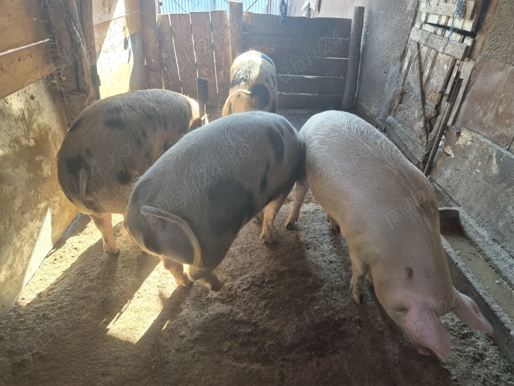 Vând porci grași Vând porci grași