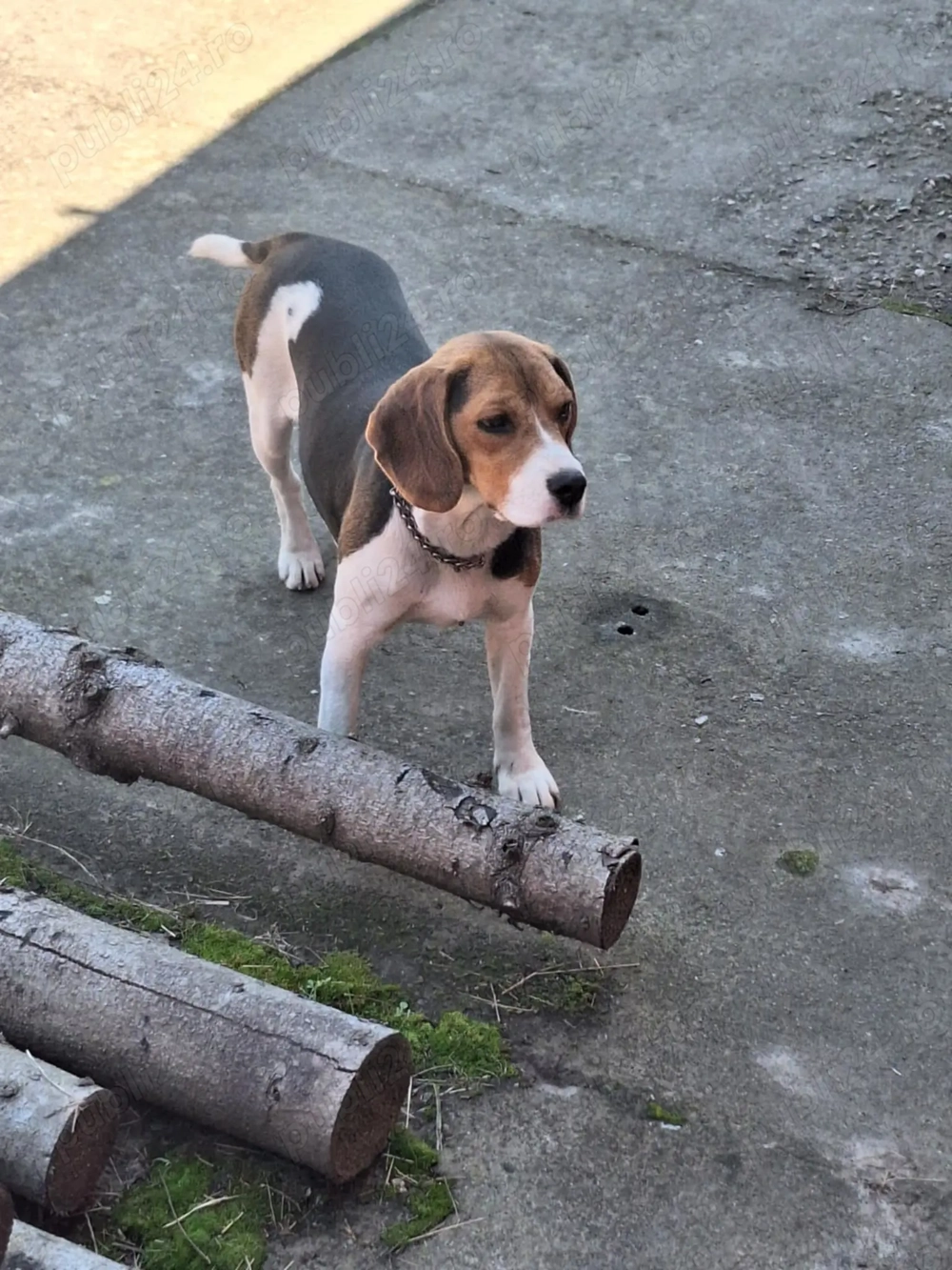 Vând cățelușe Beagle  Vând cățelușe Beagle