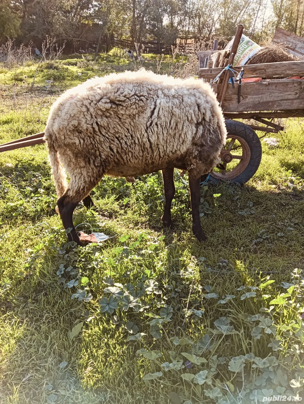 Vand berbec rasa carabas