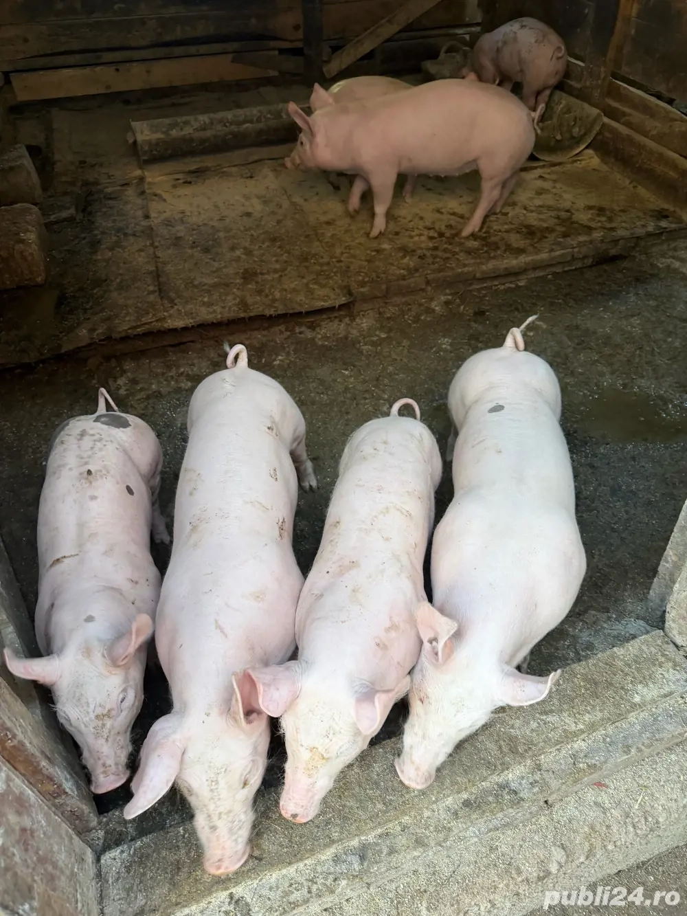 Vand purcei Pietran Belgian