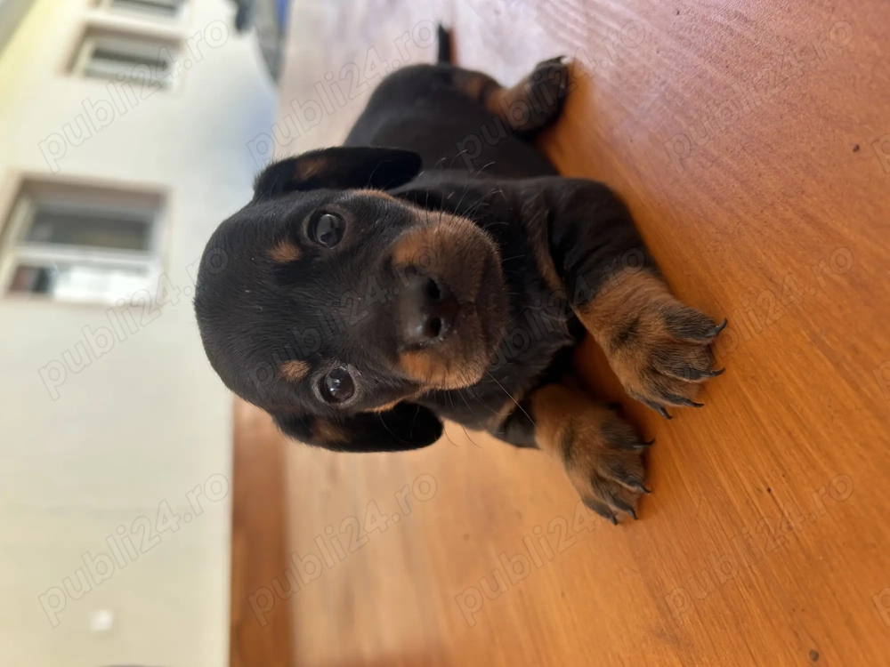 pui de teckel pui de teckel