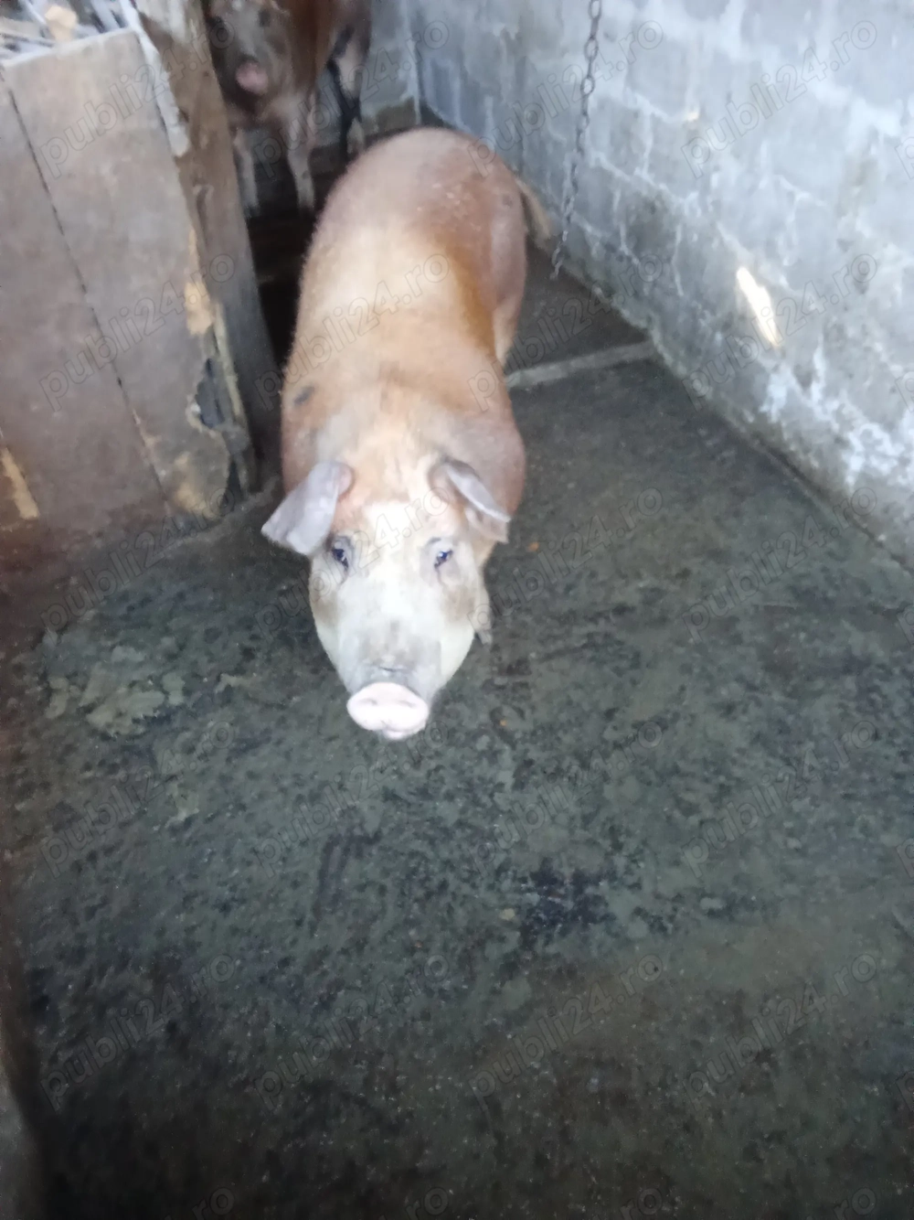 Vând duroc pentru sacrificat 140 kg