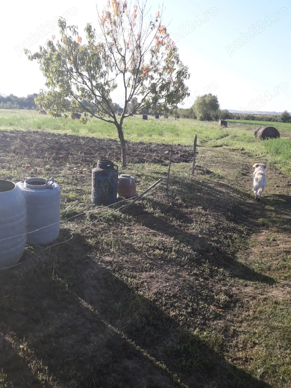 Teren intravilan de vanzare