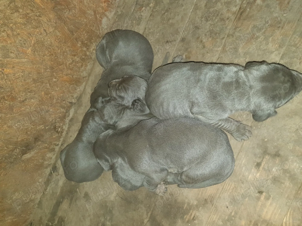 Dog german pui superbi Dog german pui superbi