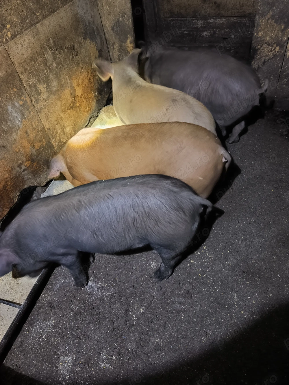 Porci de vanzare