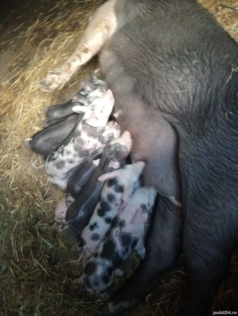 purcei bazna purcei bazna