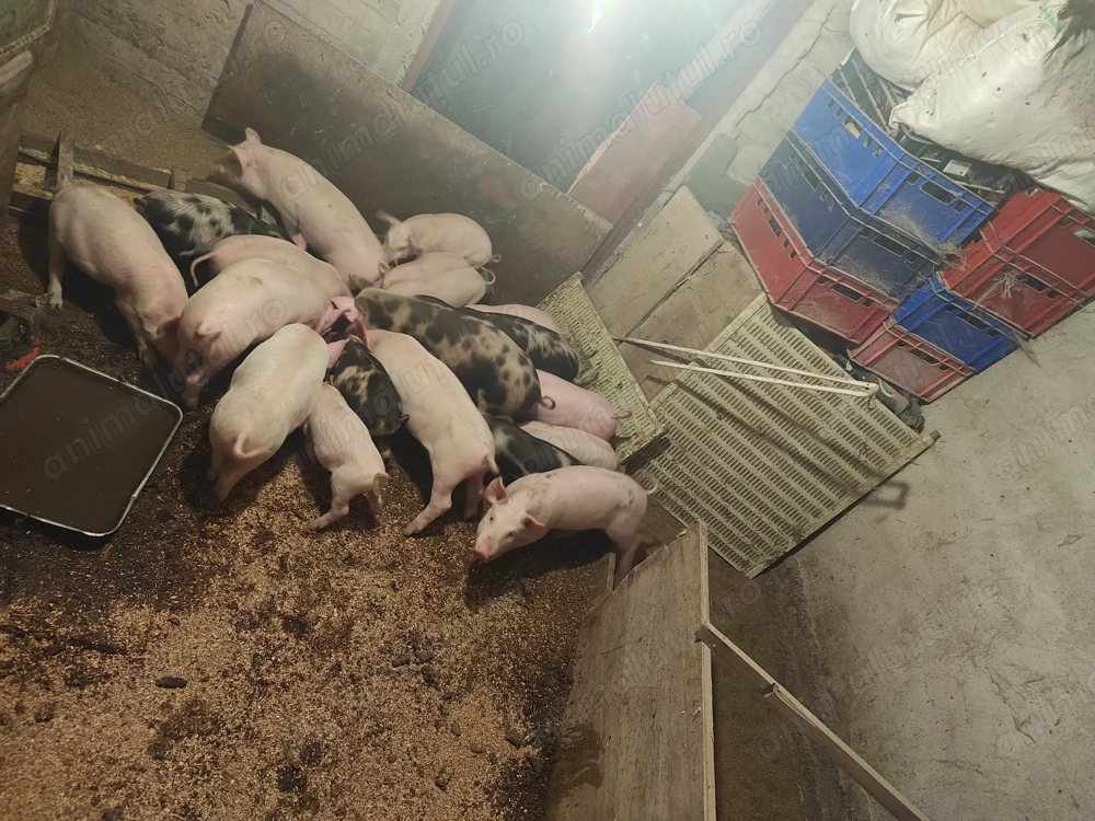 Vând purcei 9-10 săptămâni 300 lei bucata și porci grași 80-200 kg. 