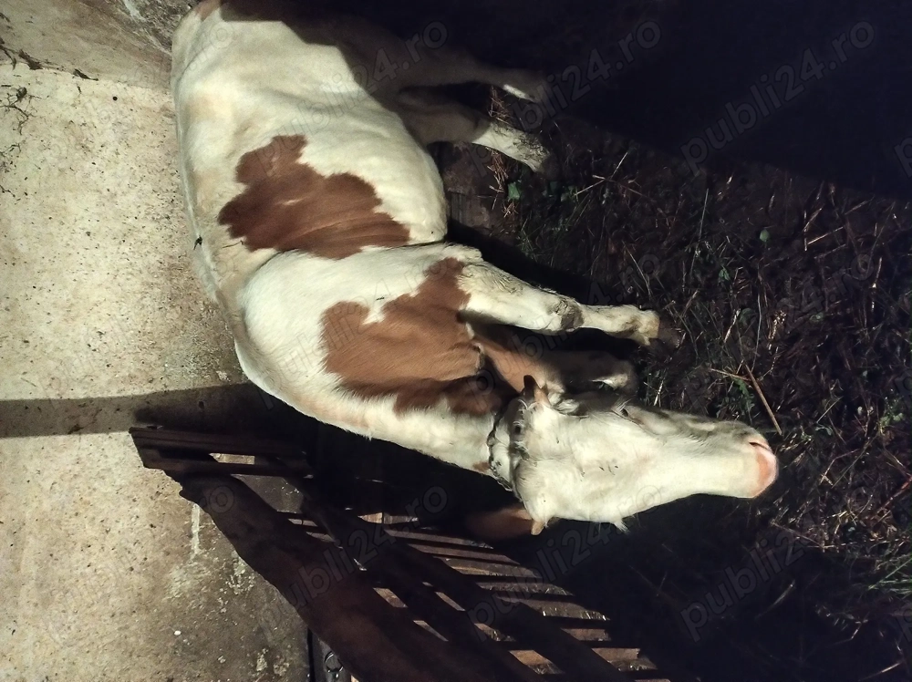 De vânzare o vitea de 8 luni De vânzare o vitea de 8 luni