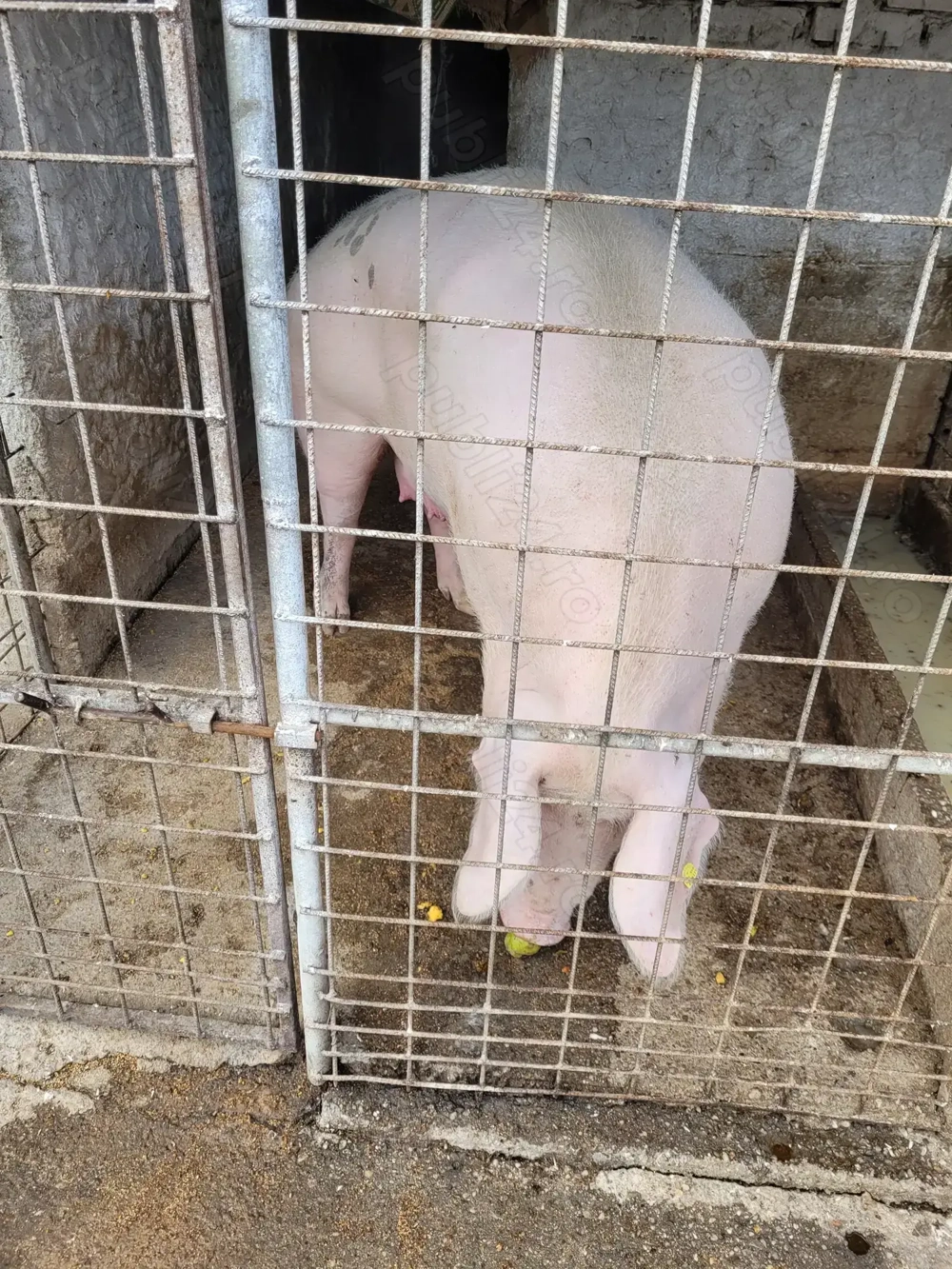 Porc de vanzare 350 kg