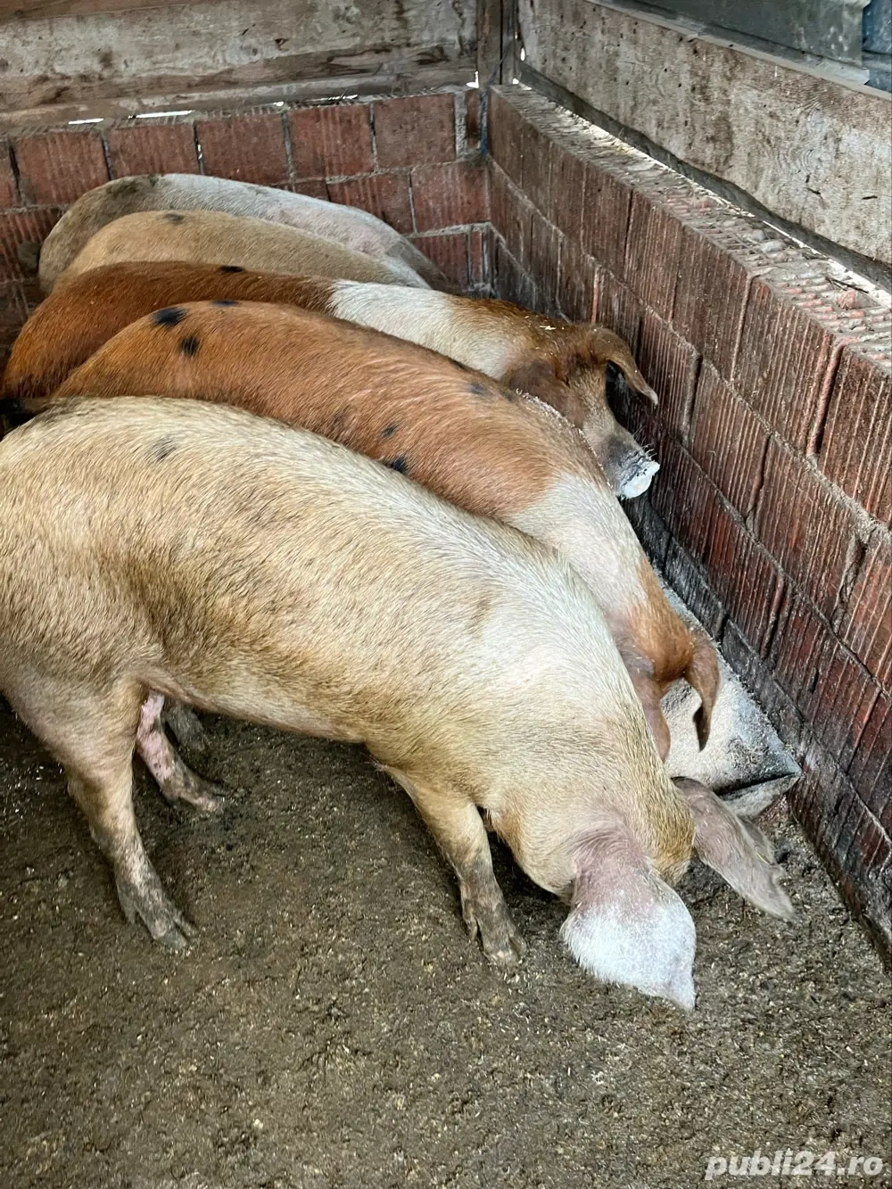 vand porci pentru sacrificat vand porci pentru sacrificat