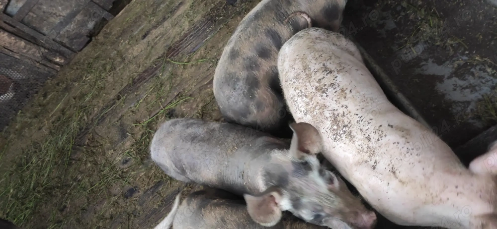 Purcei rasa Pietrain 