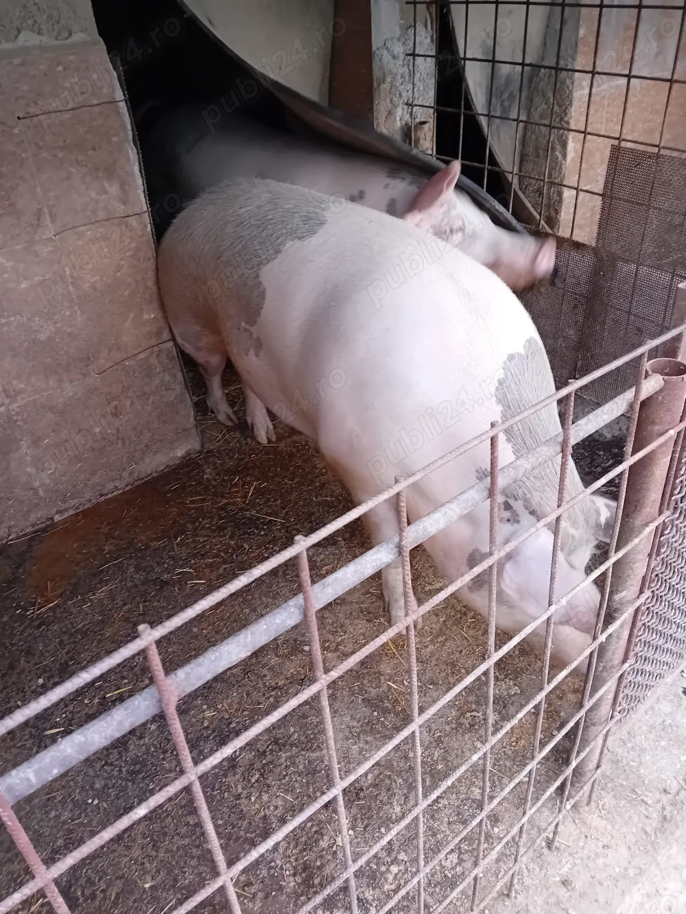 Porci de carne Porci de carne