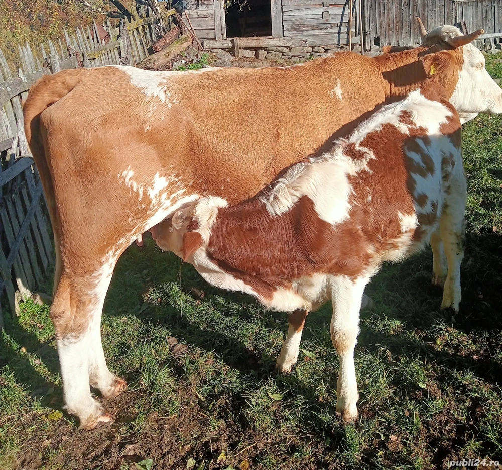 De vânzare vacă cu vițea! De vânzare vacă cu vițea!