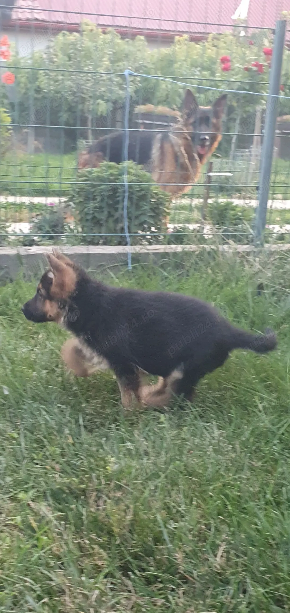 Cățeluși ciobănesc german