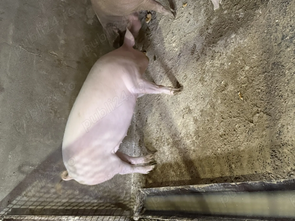 Porci de vanzare Porci de vanzare