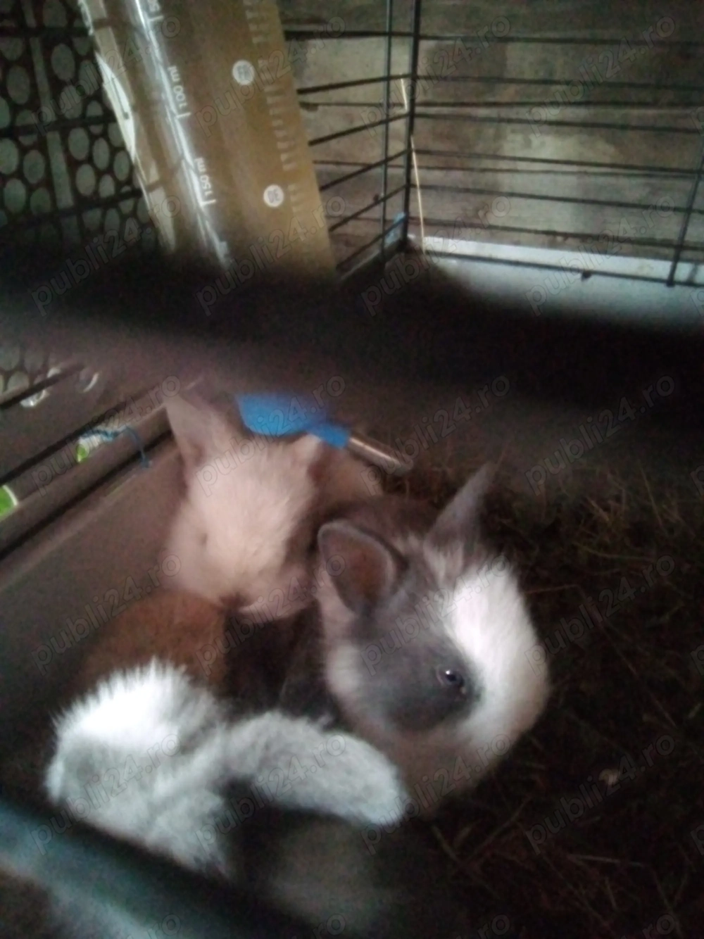 iepuri cap de leu iepuri cap de leu