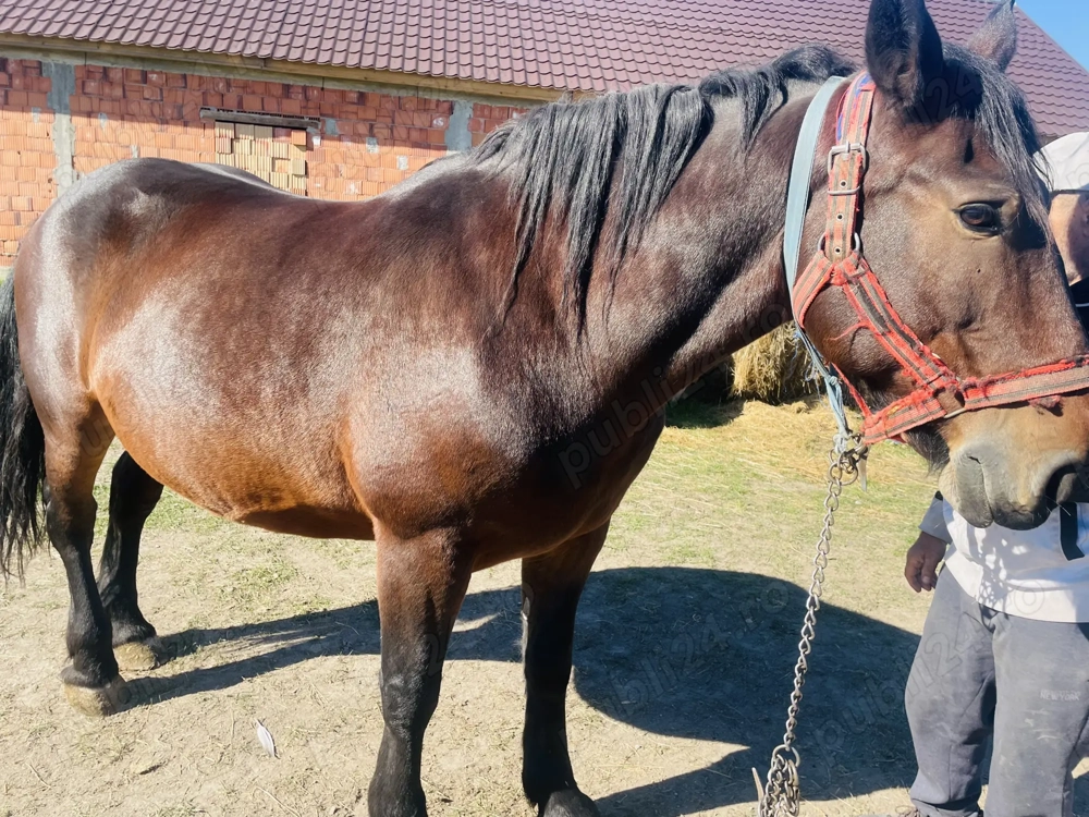 Vand Iapa semimurana gestanta si manz