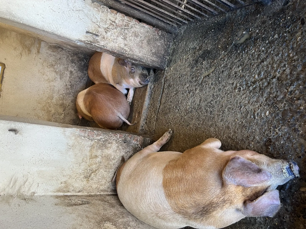 Vând porci de Crăciun