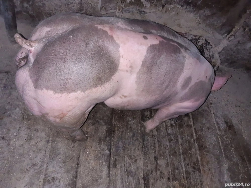 porci pietrain si pic ptr Crăciun