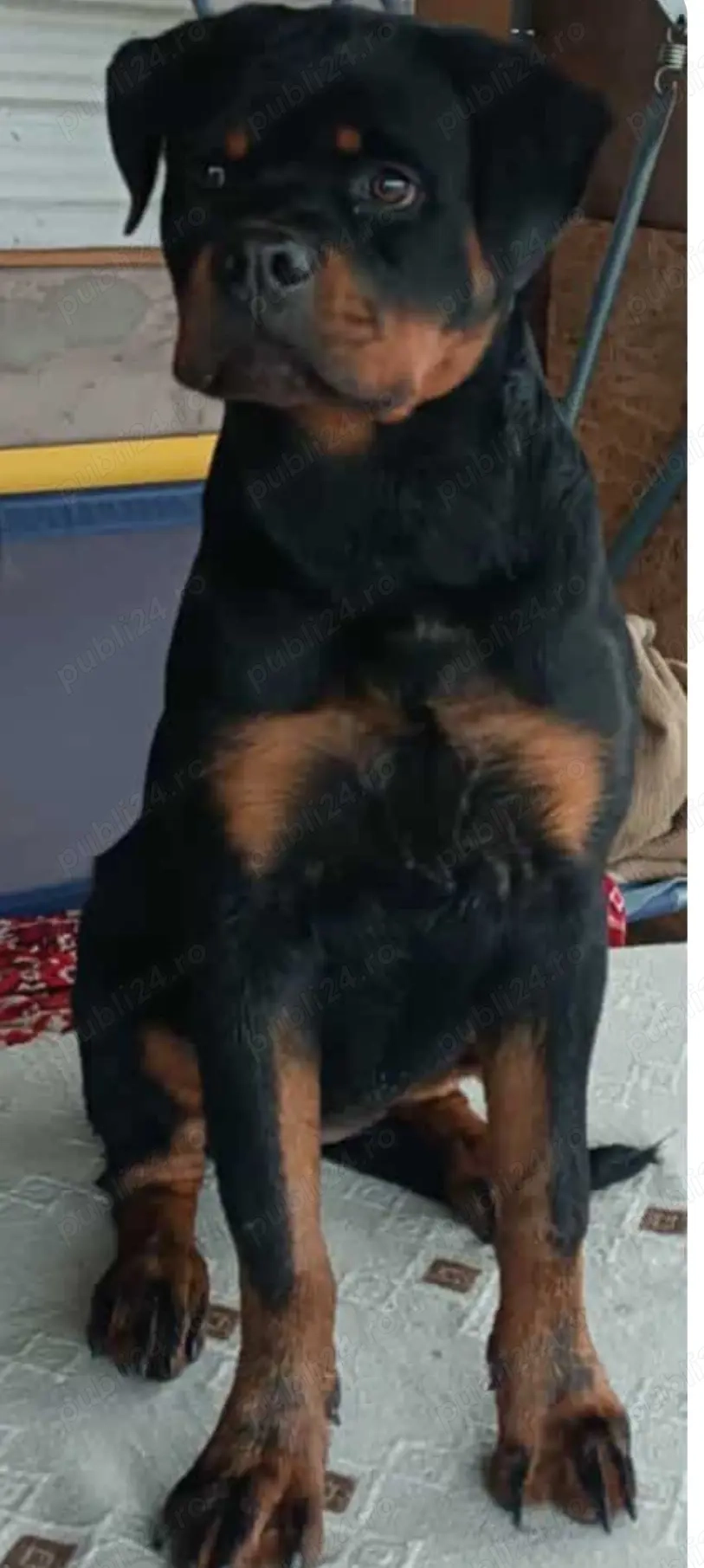 Cand pui rotwailer femela