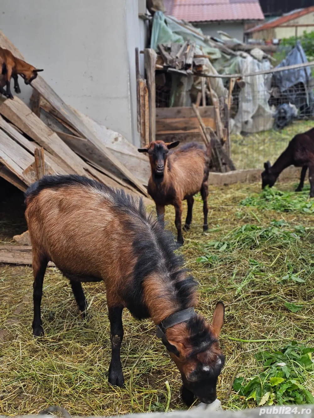 vand capre si tapi rasa franceza pura fara coarne vand capre si tapi rasa franceza pura fara coarne