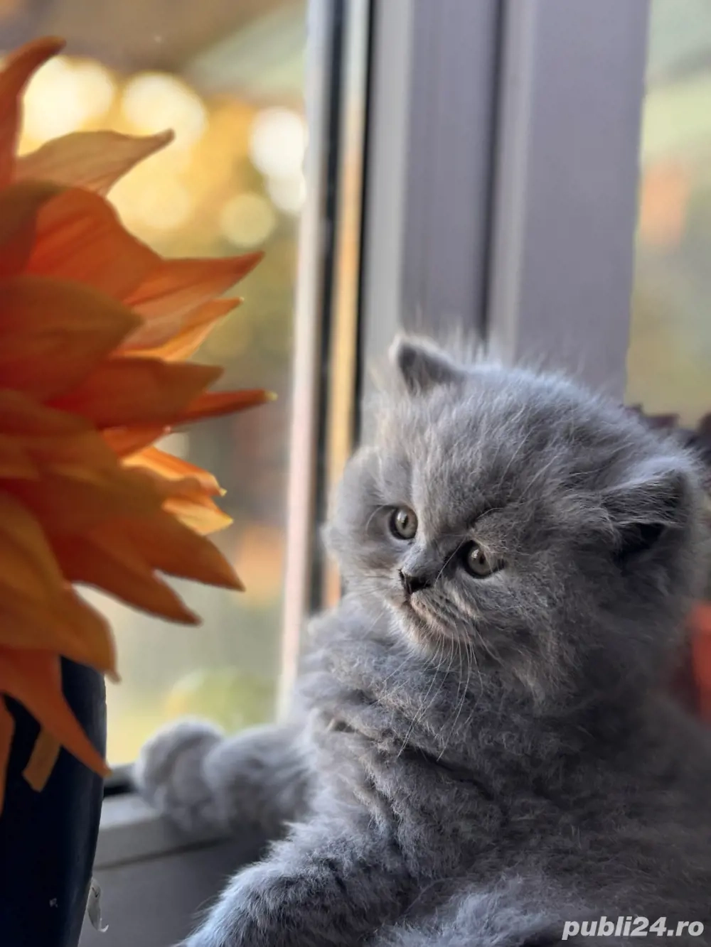 baietel british longhair si fetita shorthair