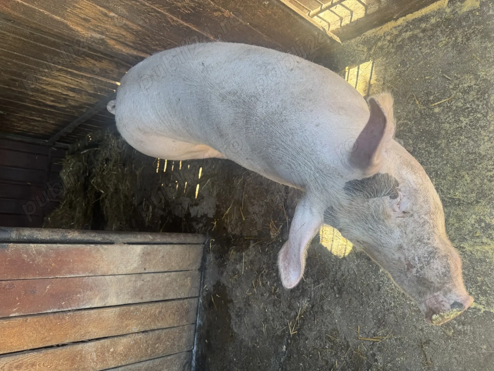 Vand porc 150kg Vand porc 150kg