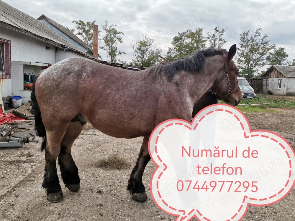 Animale domestice caii Animale domestice caii