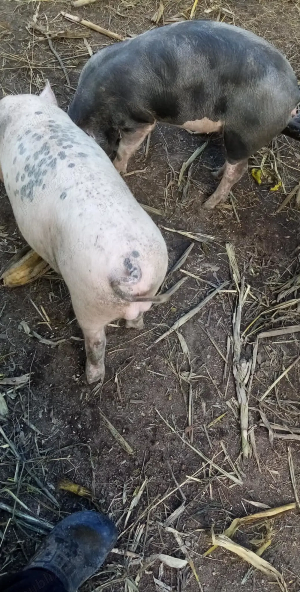 Vad porci 20 kg pana la 400 kg sau schimb cu vițel sau o vaca !