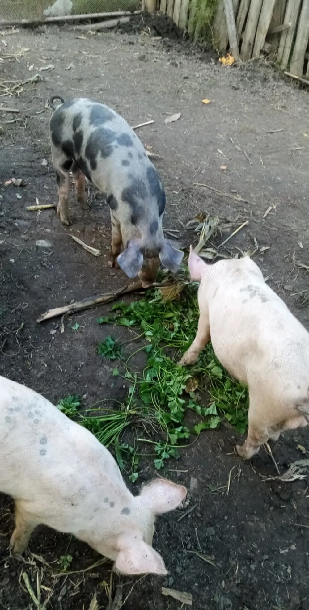 Vând porci de casa 150 kg pana la 350 kg