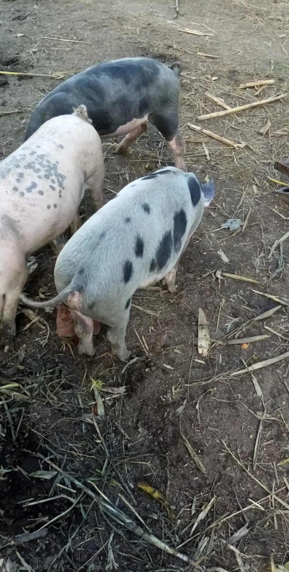 Vand porci Vand porci