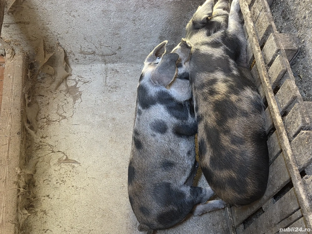 porci de vanzare porci de vanzare