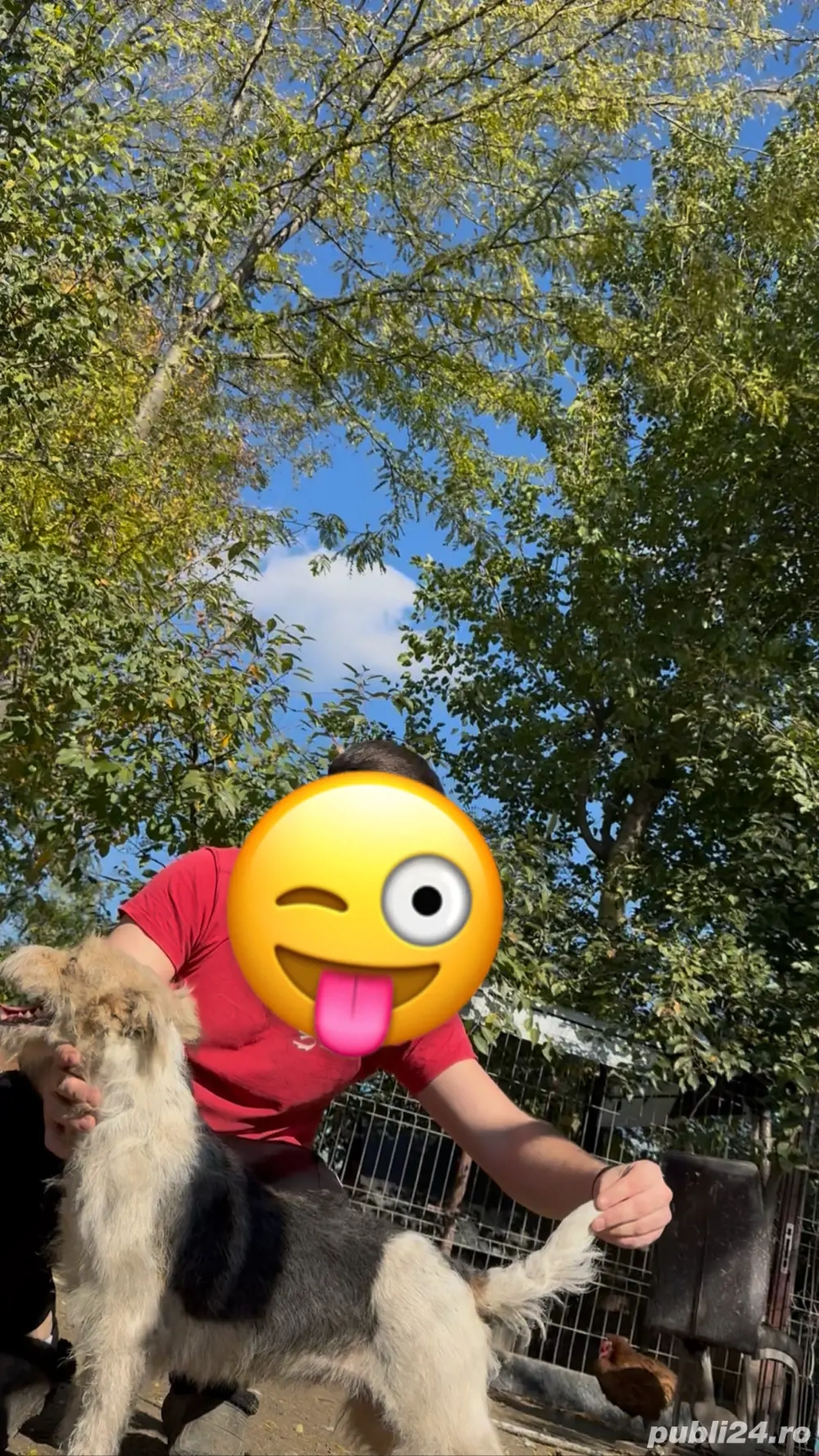  foxterrier schimb sau se vand !!!