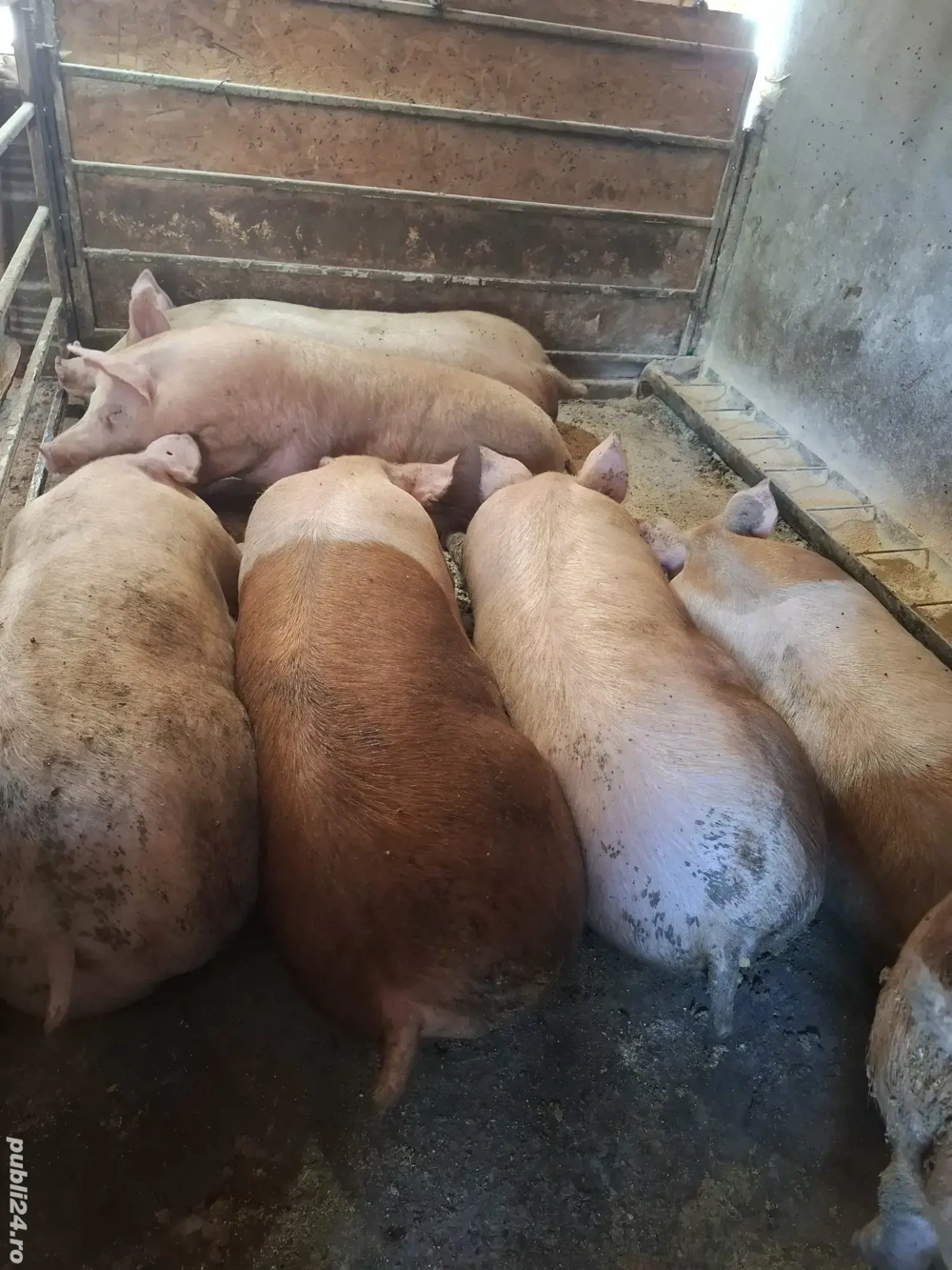 Porci pt. Crăciun 150kg-250kg 14 RON