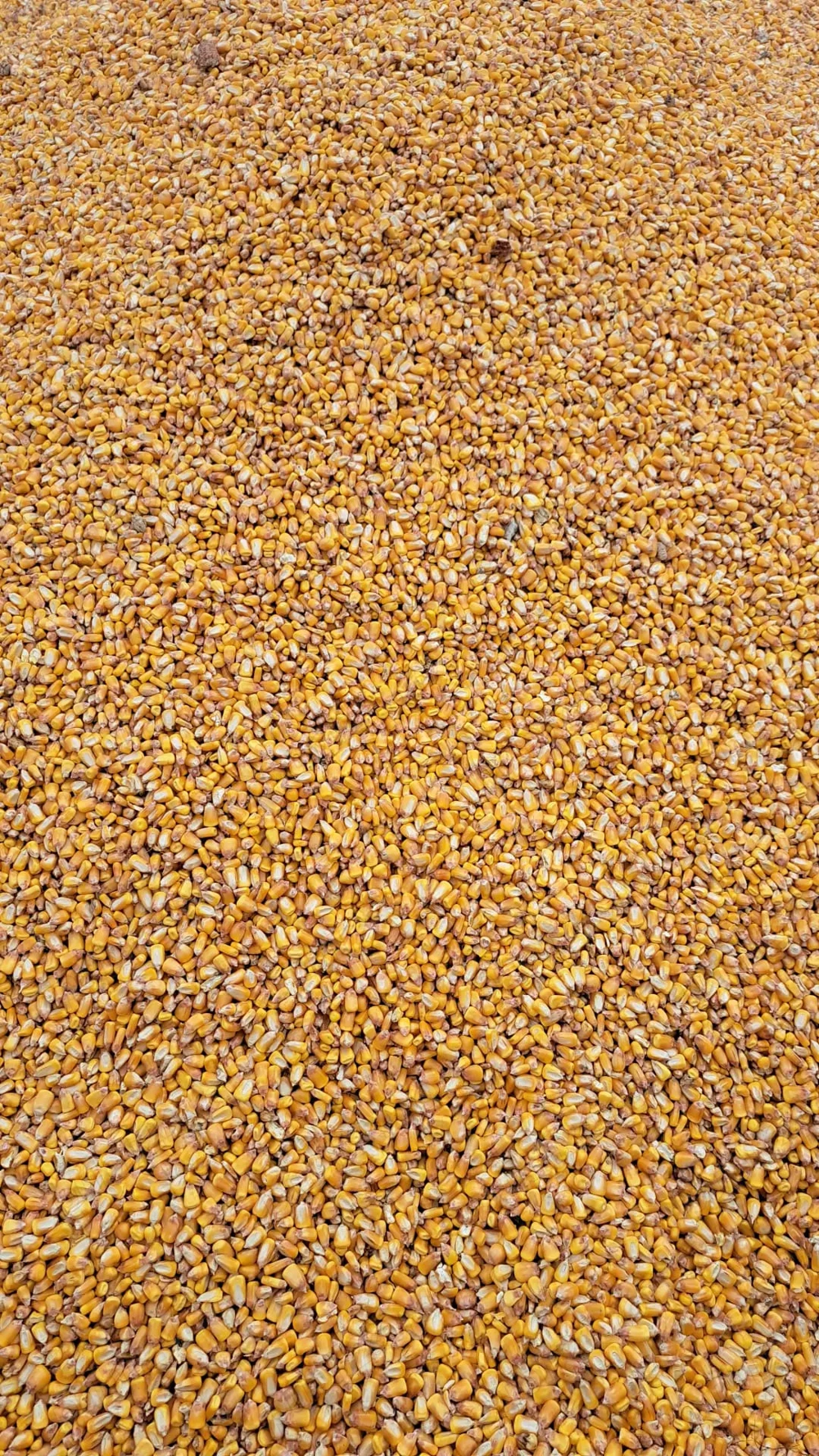 Vând porumb producție 2025.