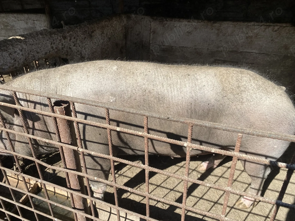 Porci mari de craciun