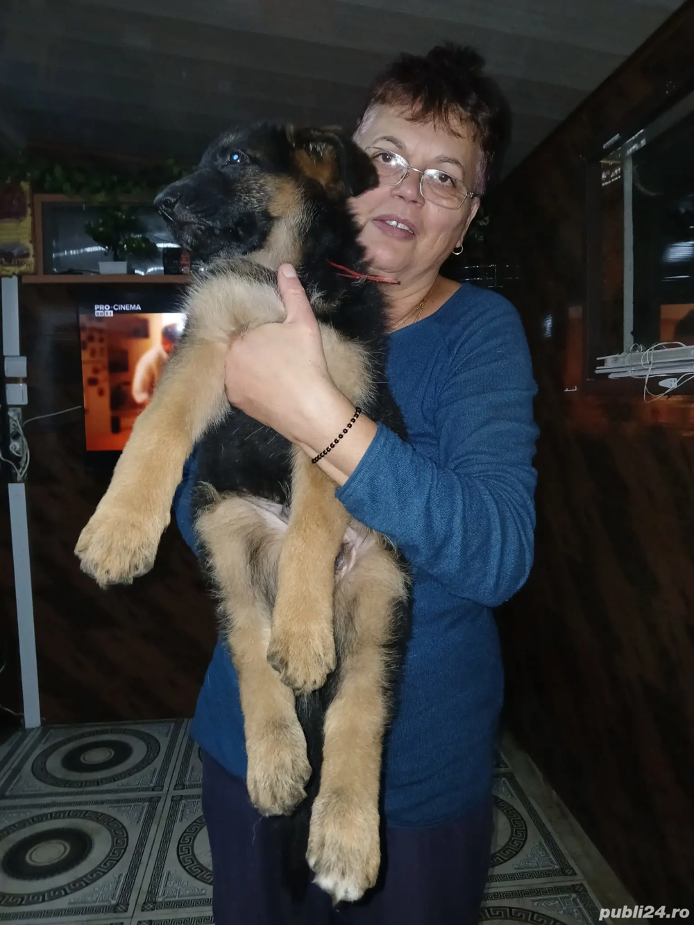 pui ciobanesc 10 saptamîni