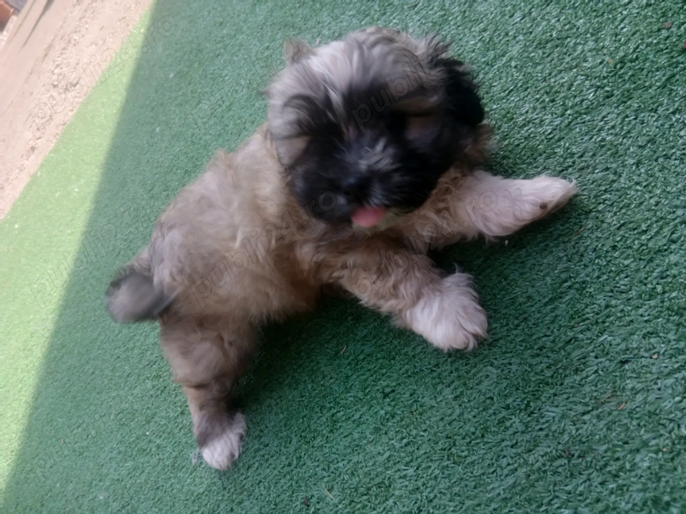 Shitzu o fetiat si un baiat Shitzu o fetiat si un baiat