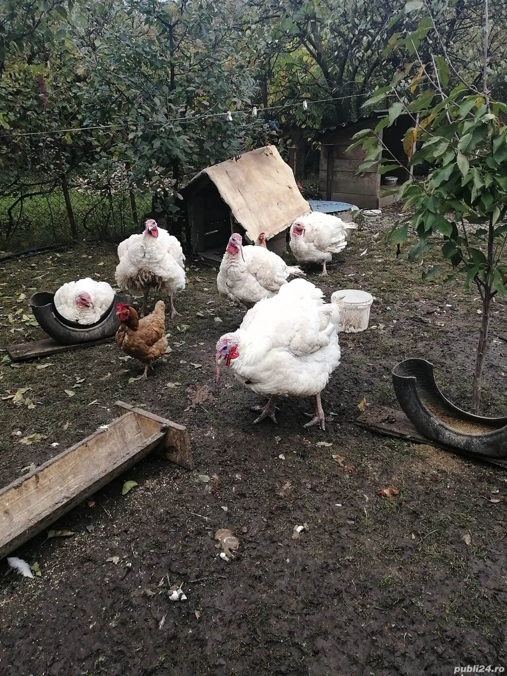 Vind Curcani albi  Vind Curcani albi