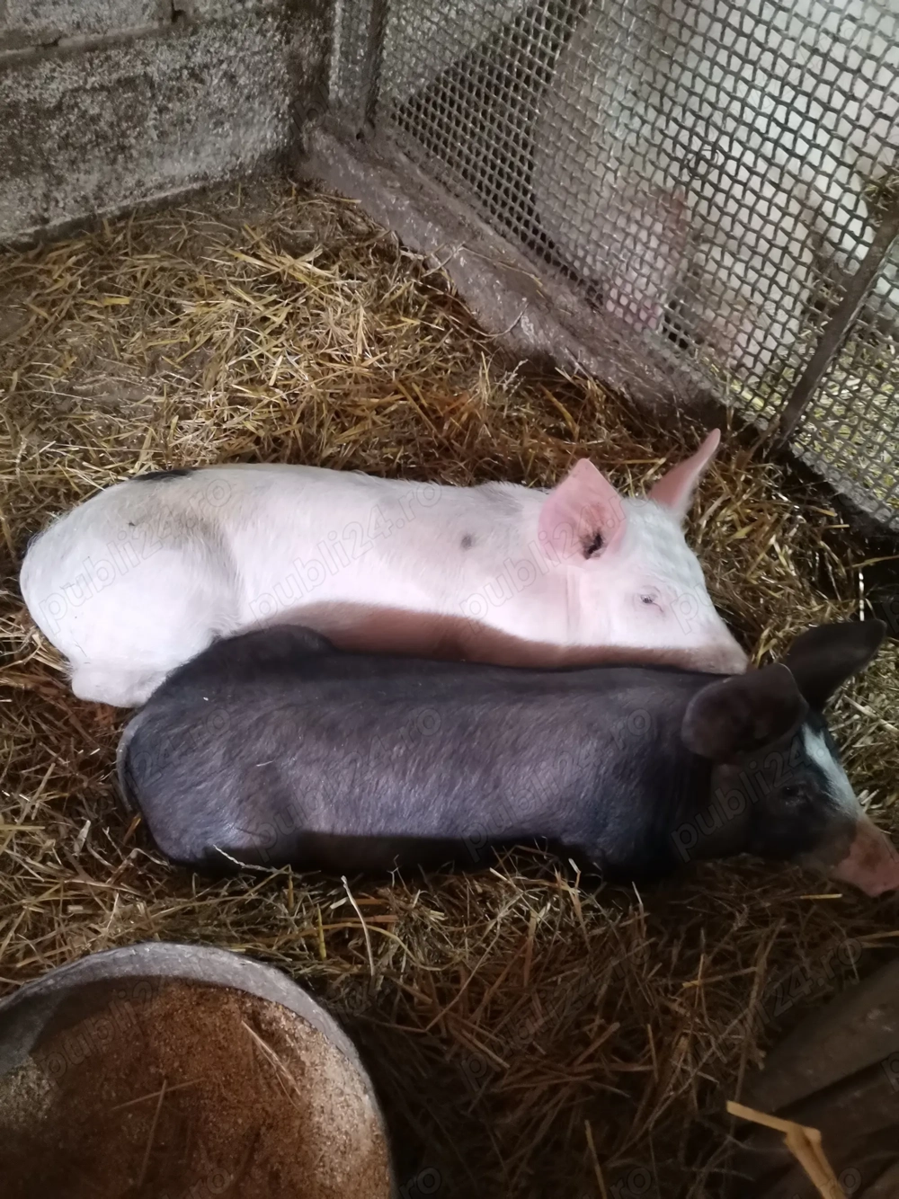 De vânzare 1 purcel și 1 purcica!!  De vânzare 1 purcel și 1 purcica!!